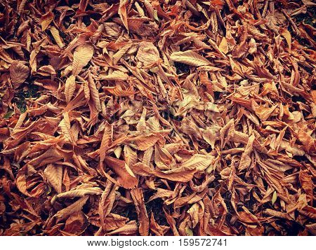 Closeup of dried autumn leaves on ground. Brown, orange and yellow leaves on grass in fall.  Instagram effects.