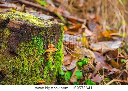 Tree Hub Growing On Trunk