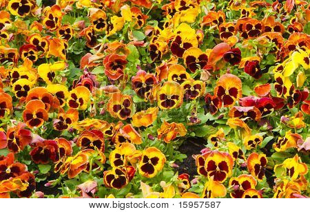 Viola tricolor maceška, záhonu