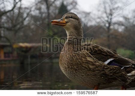 Close up of brown Duck. Mallard Ducks. Brown Duck.