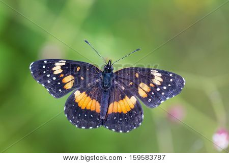 Bordered Patch butterfly in found in wild flower fields of central Mexico.