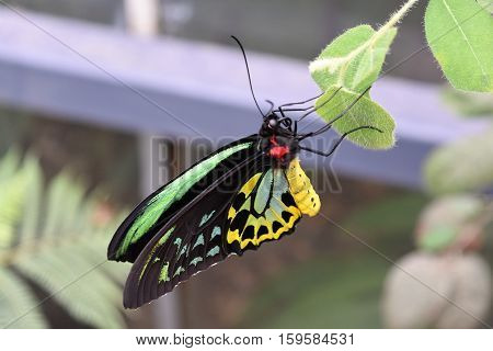 A beautiful male Cairns Birdwing Butterfly (Ornithoptera euphorion) sitting on a leaf