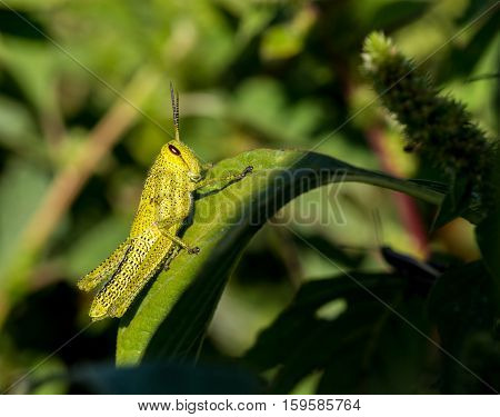 Bright green and multicolored grasshoppers are found in the grasslands of Mexico. They are also eaten as a very special snack and are known as Chapulines to the indigenous people.