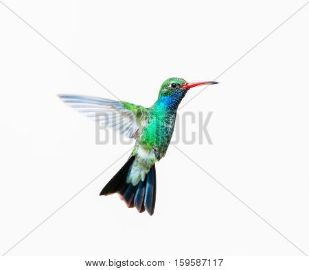 Broad Billed Hummingbird. Using different backgrounds the bird becomes more interesting and blends with the colors. These birds are native to Mexico and brighten up most gardens where flowers bloom.
