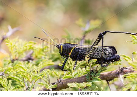 The western horse lubber is a relatively large species of the grasshopper  family found in the arid lower Sonoran life zone of the southwestern United States and  Mexico.