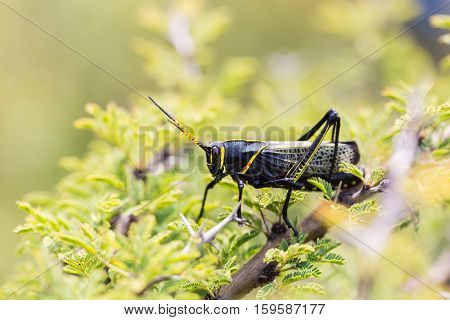 The western horse lubber is a relatively large species of the grasshopper  family found in the arid lower Sonoran life zone of the southwestern United States and  Mexico.