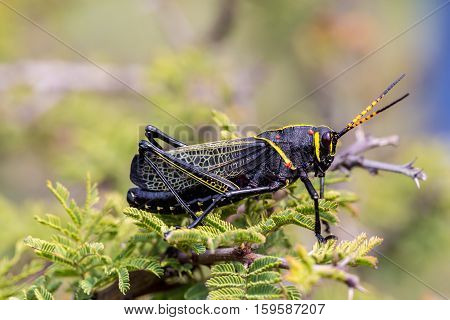 The western horse lubber is a relatively large species of the grasshopper  family found in the arid lower Sonoran life zone of the southwestern United States and  Mexico.