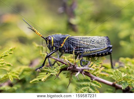 The western horse lubber is a relatively large species of the grasshopper  family found in the arid lower Sonoran life zone of the southwestern United States and  Mexico.