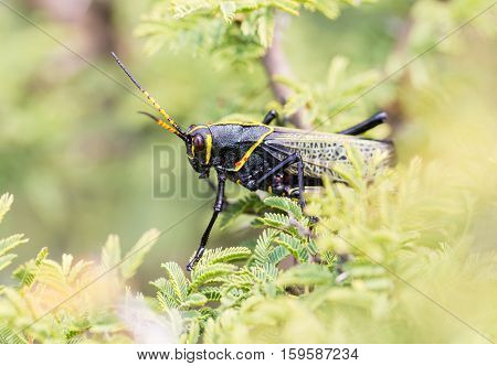 The western horse lubber is a relatively large species of the grasshopper  family found in the arid lower Sonoran life zone of the southwestern United States and  Mexico.