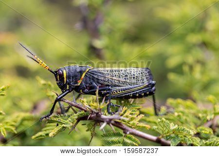 The western horse lubber is a relatively large species of the grasshopper  family found in the arid lower Sonoran life zone of the southwestern United States and  Mexico.