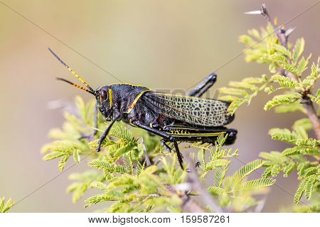 The western horse lubber is a relatively large species of the grasshopper  family found in the arid lower Sonoran life zone of the southwestern United States and  Mexico.