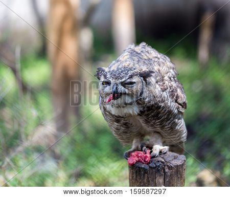 The great horned , also known as the tiger  or the hoot owl, is a large bird native to the Americas. It is an extremely adaptable bird with a vast range and is a common  true one in the Americas
