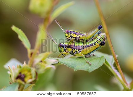 Bright green and multicolored grasshoppers are found in the grasslands of Mexico. They are also eaten as a very special snack and are known as Chapulines to the indigenous people.