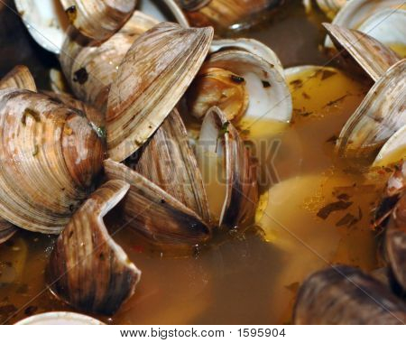 Clams_Filtered