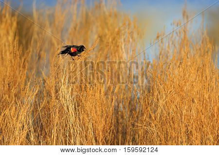 Red-winged Blackbird (Agelaius phoeniceus) singing for a female during the spring.