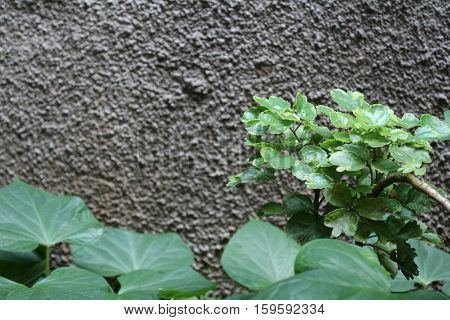 background of beautiful nature asia rainy season