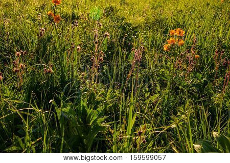 globe-flower.  thick morning fog in the forest at pond. orange flowers. dew on the lush green grass a summer misty morning. the sun's rays fall on the wet grass and flowers.