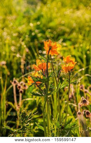 globe-flower.  thick morning fog in the forest at pond. orange flowers. dew on the lush green grass a summer misty morning. the sun's rays fall on the wet grass and flowers.