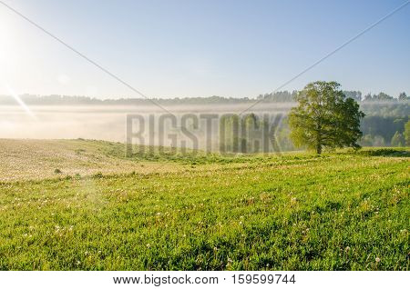 lonely tree and forest in the dense fog. Summer forest in thick morning fog. forest in the dense morning fog. early morning.