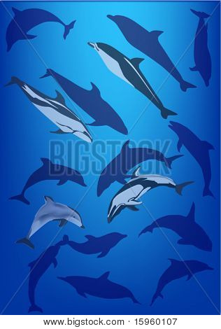 kuva dolphin kokoelma eristetty sininen tausta