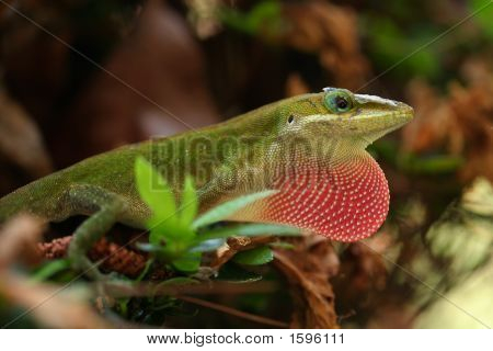 Strawberrylizard