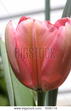 Tulip