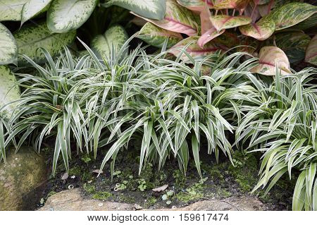 chlorophytum comosum or spider plant in the garden