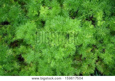 fresh green selaginella involvens fern in nature garden