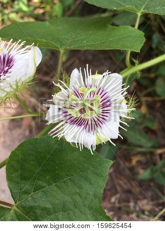 close up white passiflora foetida flower in nature garden