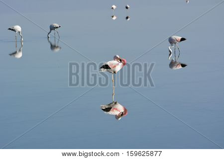 James' flamingo in Chilean Andes in Chile