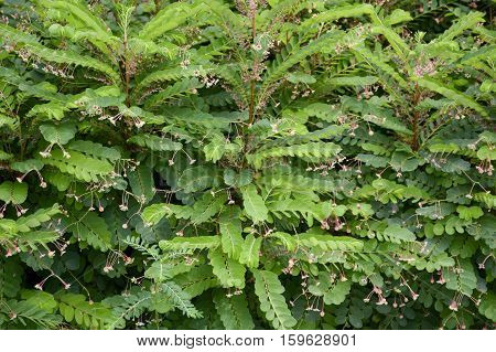 fresh green phyllanthus pulcher plant in nature garden