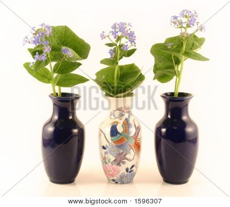 Três vasos com miosótis