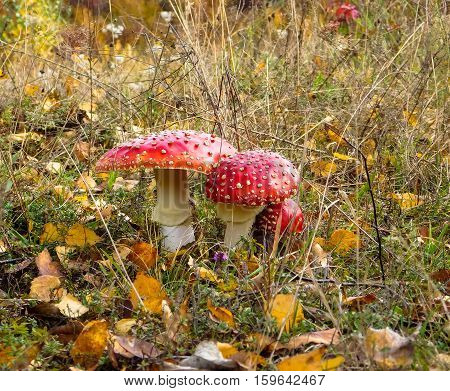find beautiful mushrooms hidden in the grass
