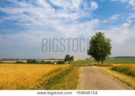 Summer landscape with the road in the foreground