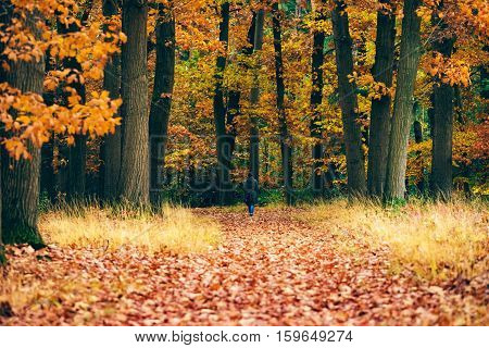 Woman Walking On Path Covered With Leaves In Autumn Forest.