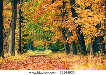 Path Covered With Leaves In Autumn Forest.