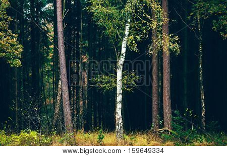 Birch Tree With Yellow Autumn Leaves Against Dark Pine Tree Forest.