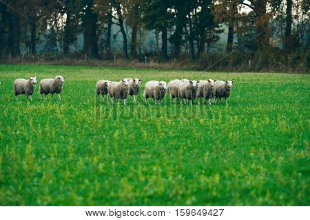 Herd Of Sheep Walking In Field. Exel. Gelderland. The Netherlands.