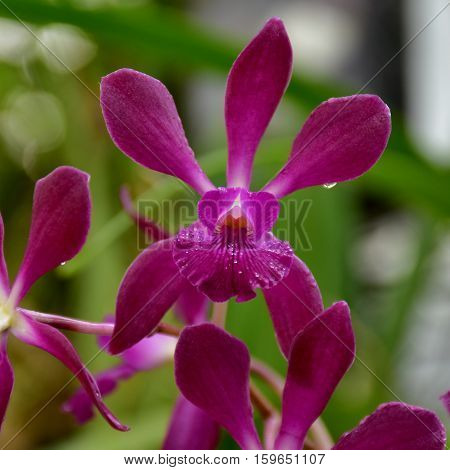 laelia orchid flower in botanical garden in Brno