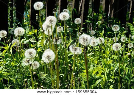 dandelions grow at the fence glade day