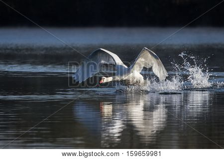 Mute Swan (Cygnus Olor) taking off into flight from a lake