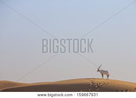 Arabian Oryx (oryx leucoryx) in a desert near Dubai
