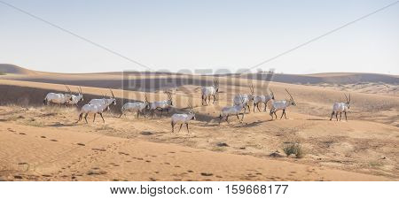 Arabian Oryx (oryx leucoryx) in a desert near Dubai