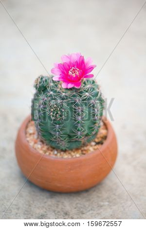 Closed up cactus and flower in pot