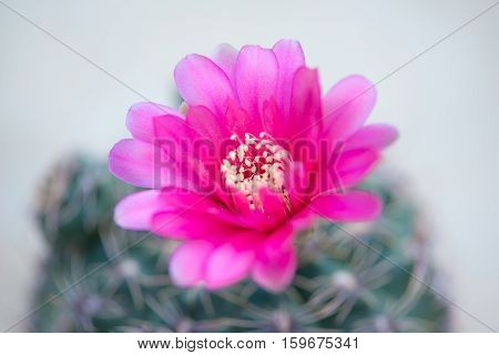 Closed up flower of cactus show nature concept