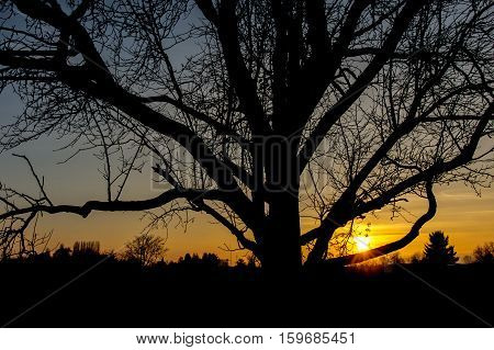 Section of single tree in front of warm orange sunset
