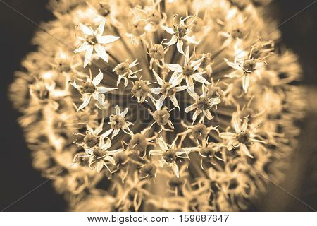 Allium aflatunense 'purple sensation' (Persian Onion). Photo toned with sepia filter and soft noise to get old camera effect