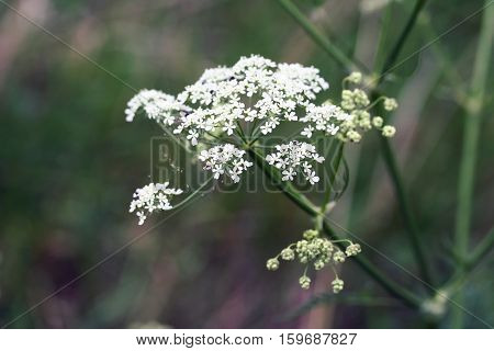 White Wildflower Aegopodium Podagraria