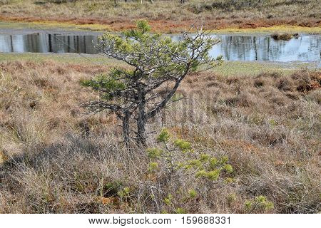 Beautiful pine tree near the swamp waters.