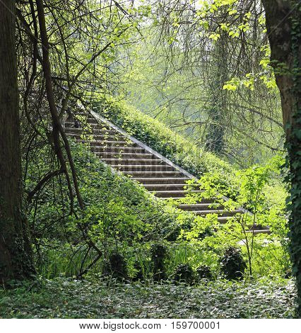 Ancient Stone Stairway In The Middle Of The Dense Forest
